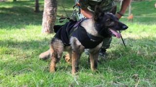 Meksikanın arama kurtarma köpeği Proteonun ismi Çanakkalede yaşayacak