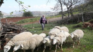 Merkezefendide küçükbaş hayvan ve yem desteği başvuru süresi uzatıldı