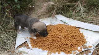 Merkezefendide Pet Kafe ve Mama Üretim Tesisi faaliyetleri sürdürüyor