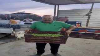 Mersinde zeytin hırsızlığı çoğaldı, üreticiler bahçelerde nöbet tutuyor
