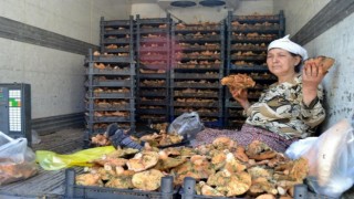 Milasta Çıntar mevsimi başladı, kilosu 150 TLden satılıyor