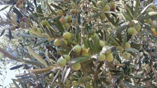 Minik öğrenciler, depremzedelere göndermek için zeytin topladı