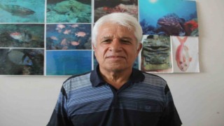 Müren balığının yem için balon balıklarına saldırdığı anlar kameralara yansıdı