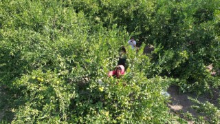 Narenciyede işçi sıkıntısı