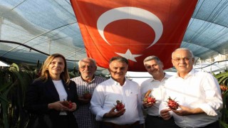 Ejder meyvesi ekti hayatı değişti