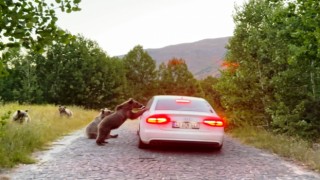 Nemruttaki ayılar bu kez de araçların yolunu kesti
