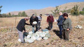 Organik Bayburt bal kabağı tarladan tezgaha tezgahtan sofraya ulaşıyor