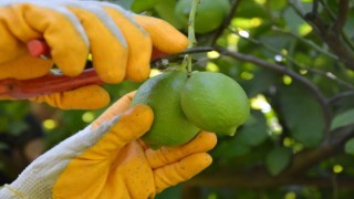 Ortacada limon hasadı başladı