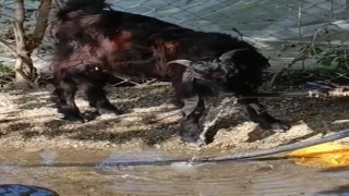 Osmaniye'de susayan keçi çeşmeyi açıp su içti