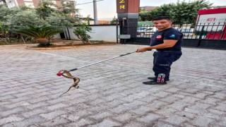 Otomobile giren 1 metre uzunluğundaki yılanı itfaiye çıkardı