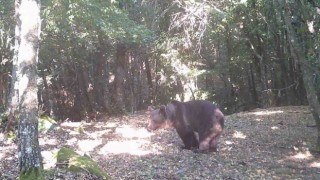 (Özel) Çanakkalede boz ayı görüntülendi