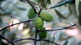 (Özel) Kuraklık zeytin ve zeytinyağı üretimini olumsuz etkiliyor