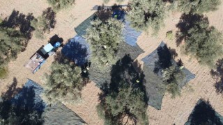 (Özel) Zeytin hasadı dron ile görüntülendi