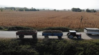 Pancar hasadı yapan çiftçilere jandarma denetimi