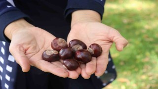 Parklarda bolca bulunmaya başlanan at kestanelerine dikkat