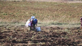 Patates hasadı sona erdi, vatandaşlar tarlaya akın etti