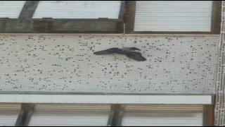Pencerede ipe asılı kalan güvercini itfaiye kurtardı