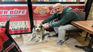 Pitbull cinsi köpeğini sokak köpeklerinin üzerine saldı, tepki gösteren vatandaşa bıçak çekti