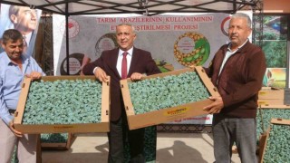 Samsunda 34 üreticiye 650 bin brokoli fidesi dağıtıldı