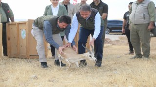 Şanlıurfada yetiştirilen 20 ceylan doğaya salındı