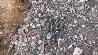 Şanlıurfada yılan operasyonu