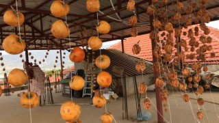 Sarıgölde cennet elması hasadına başlandı