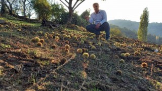 Sarıgölde kestane hasadına başlandı