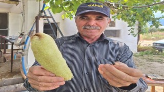 Manisa Sarıgöl'de Hediye Olarak Verilen Tohumdan Bereket Fışkırdı!