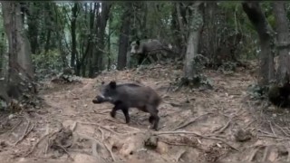 Sarıyerde sürücünün domuz şaşkınlığı kamerada: Domuzu pisi pisi diyerek çağırdı