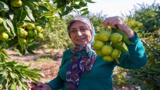 Satsuma mandalinasında hasat dönemi başladı