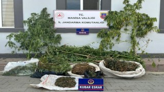 Sazlıkların arasında kenevir ve esrar ele geçirildi