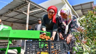 Silifkeli ceviz üreticilerinin kabuk soyma derdi sona erdi