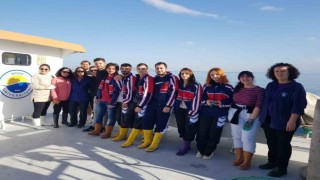 Sinopta midye seyreltme çalışması