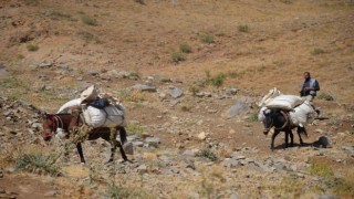 Şırnakta yaylalarda toplanan heliz otu at sırtında beldeye indiriliyor