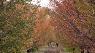 Sivasta yağlıboya tablosu gibi manzara