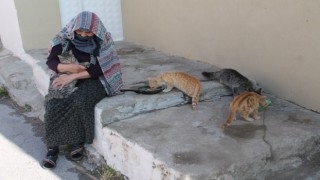 Sokak hayvanlarına adanmış yarım asır: Bayburtlu kadın 50 yıldır sahipsiz hayvanlara gözü gibi bakıyor