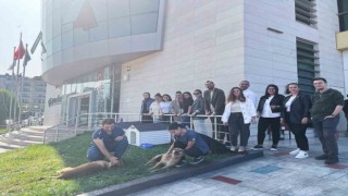 Sokak hayvanlarına yuva