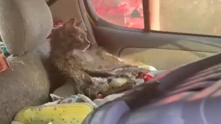 Sökede hayvanlara kötü muamele iddiası