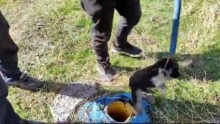 Sondaj kuyusuna düşen yavru köpek kurtarıldı