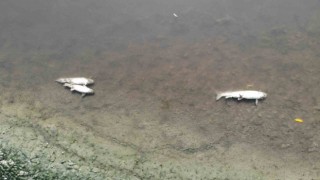 Su seviyesi düşen Yeşilırmakta toplu balık ölümleri görüldü