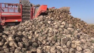 Tahıl ambarı Konyada 7 milyon ton pancar rekolte beklentisi
