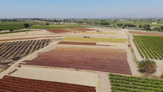 TARİŞ Üzüm Birliği kuru üzüm alım fiyatlarını artırdı