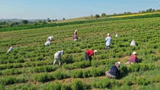 Tıbbi ve aromatik bitkilerin hasadı başladı