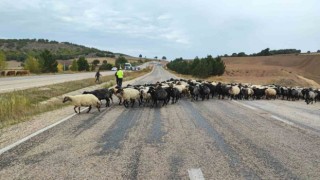 Tokatta yayladan dönen hayvanlara ekipler güvenli geçiş sağladı