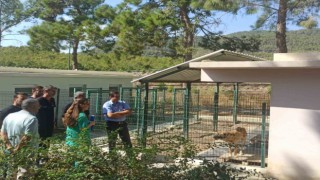 Topsakaloğlu: Hayvanları koruma bilinci, toplumsal duyarlılık ve empati ile şekillenir
