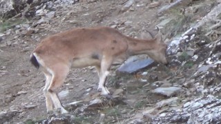 Tuncelide, koruma altında bulunan yaban keçileri görüntülendi