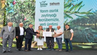 Türkiyedeki delice zeytinleri ekonomiye kazandırılmaya devam ediyor