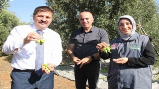 Türkiyenin en kaliteli zeytininin üretildiği Karamanda hasat başladı