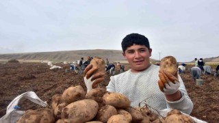 Türkiyenin patates ambarlarından olan Ahlatta hasat başladı