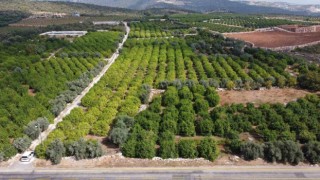 Üreticinin umudu depoluk limonda